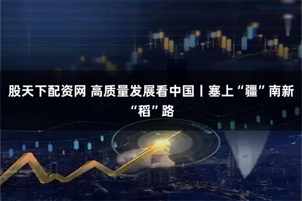 股天下配资网 高质量发展看中国丨塞上“疆”南新“稻”路